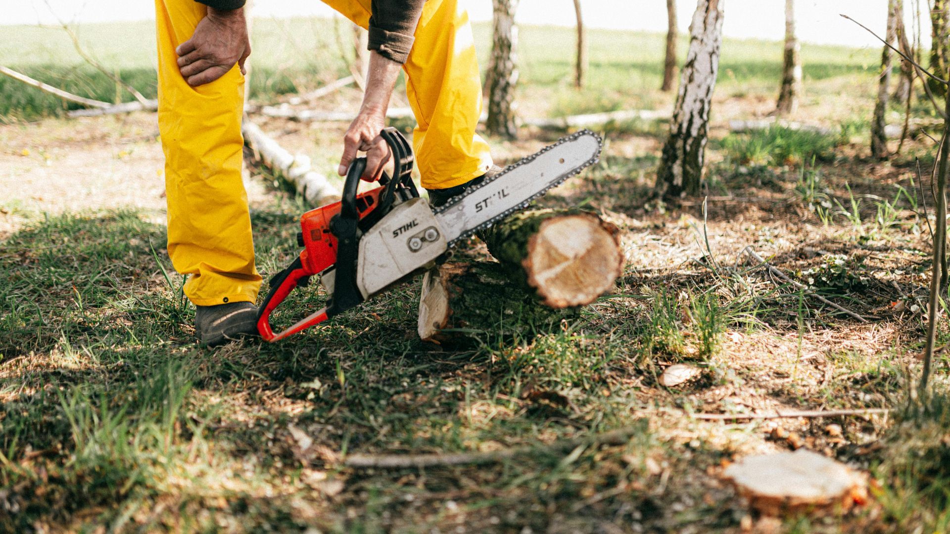 A person in yellow safety trousers uses a chainsaw to cut a log on the grass.