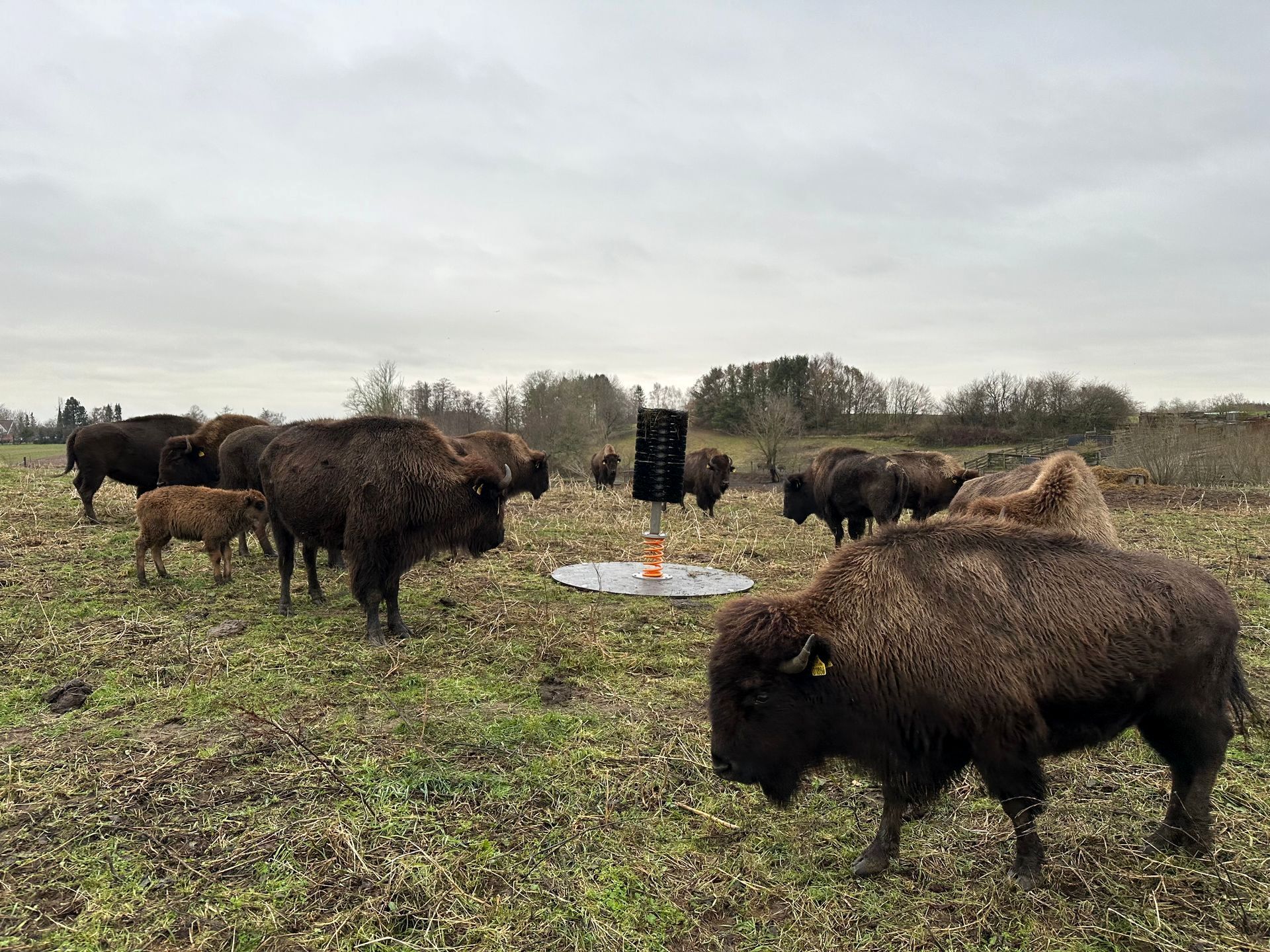 Plywoodplade til Spring