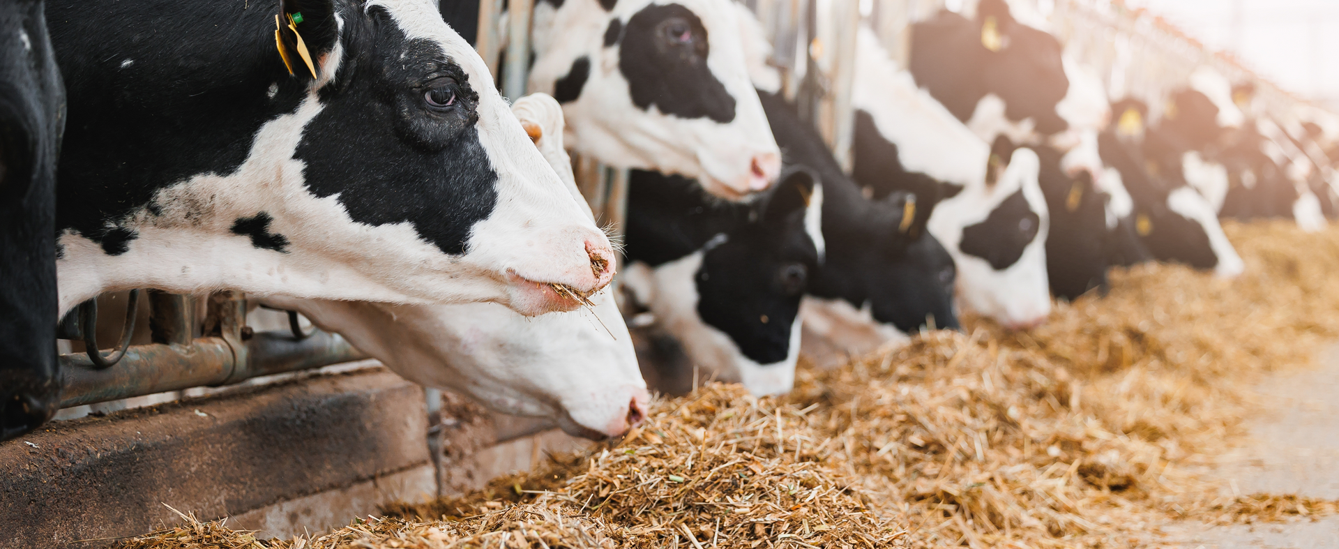 Brune køer spiser hø i en stald. Køerne har gule mærker på deres ører.