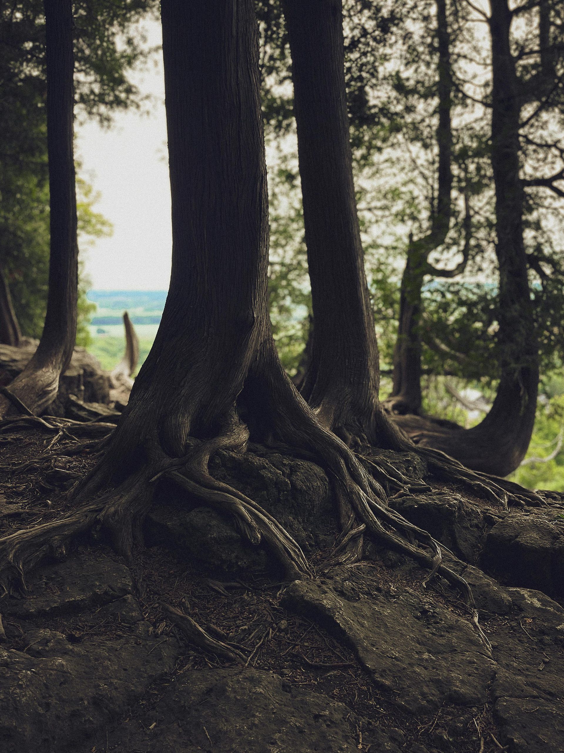 Dark, textured tree trunks with exposed roots anchored on a cliff edge, overlooking a blurred landscape in the distance.