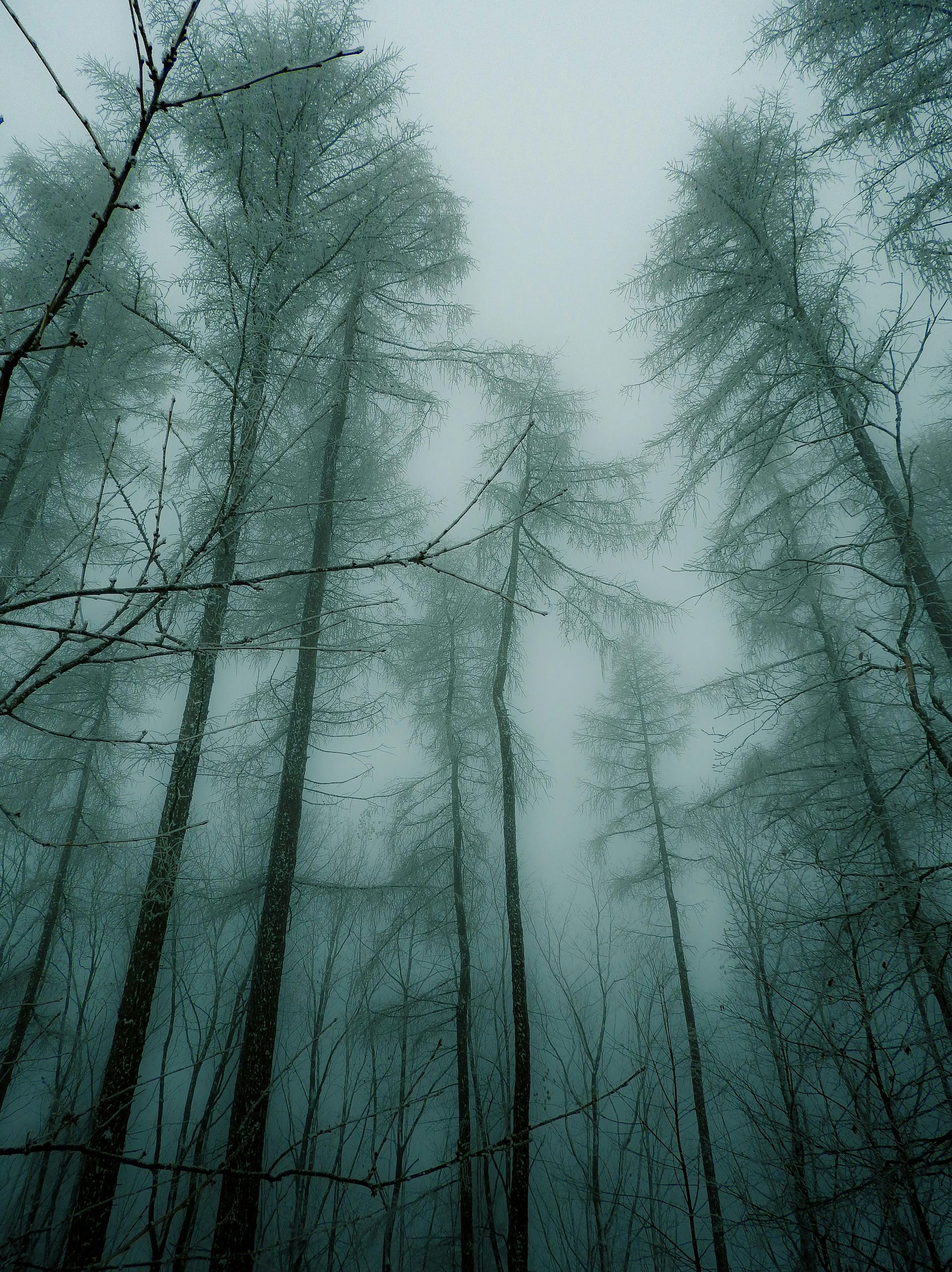 Tall, slender trees reach toward a misty, overcast sky, their branches lightly dusted with snow in a wintry forest.