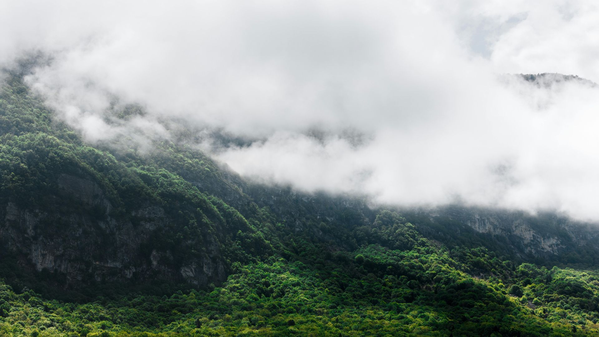 Thick white clouds cling to the side of a lush green, forested mountain slope.