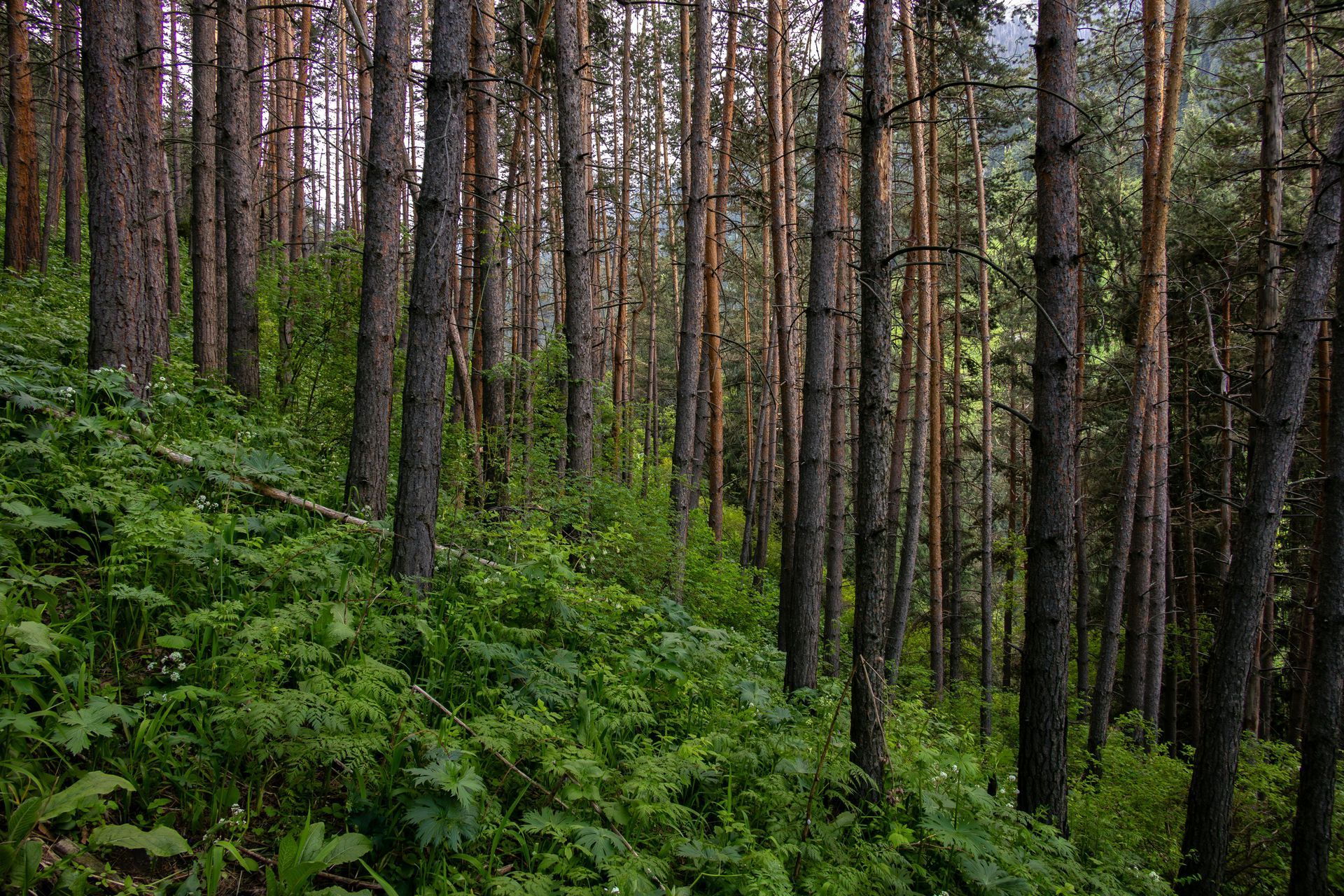 Tall pine trees grow on a steep, verdant hillside covered in lush green undergrowth and foliage.