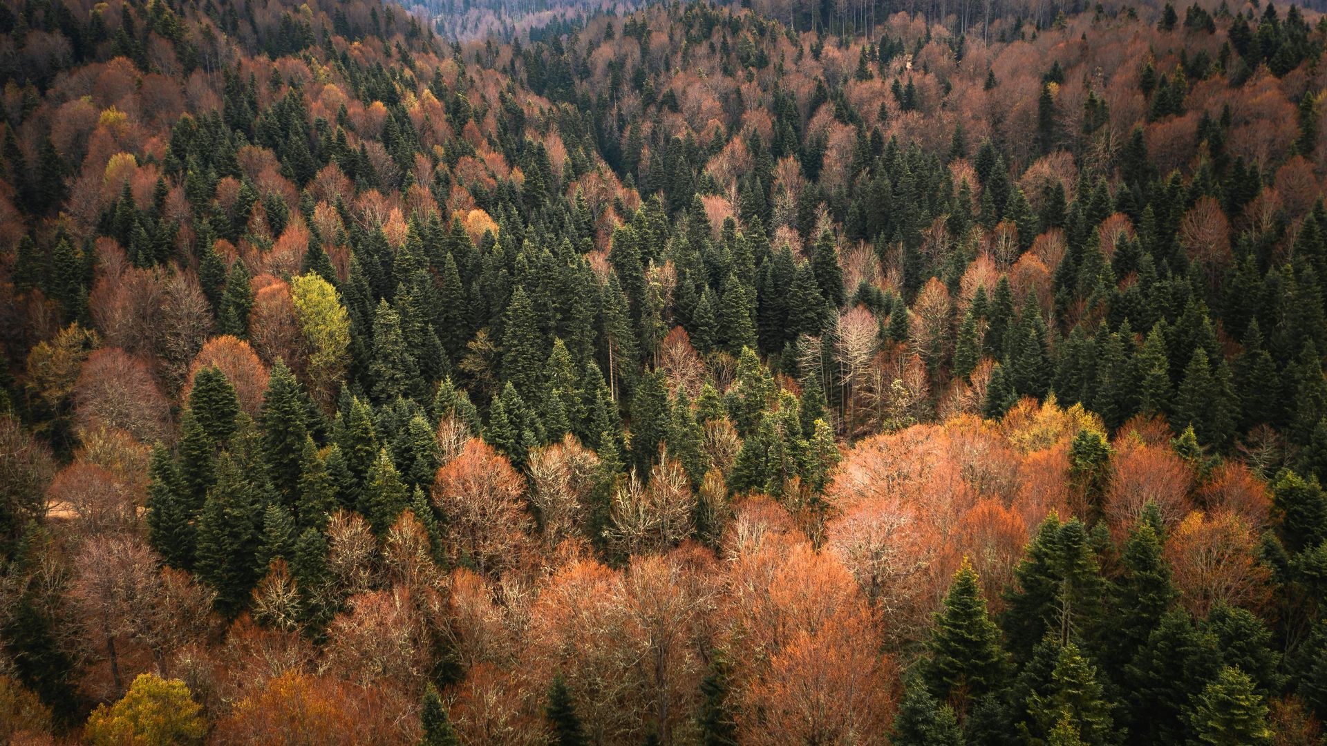 Aerial view of a forest landscape featuring a mix of evergreen trees and deciduous trees turning orange in autumn.