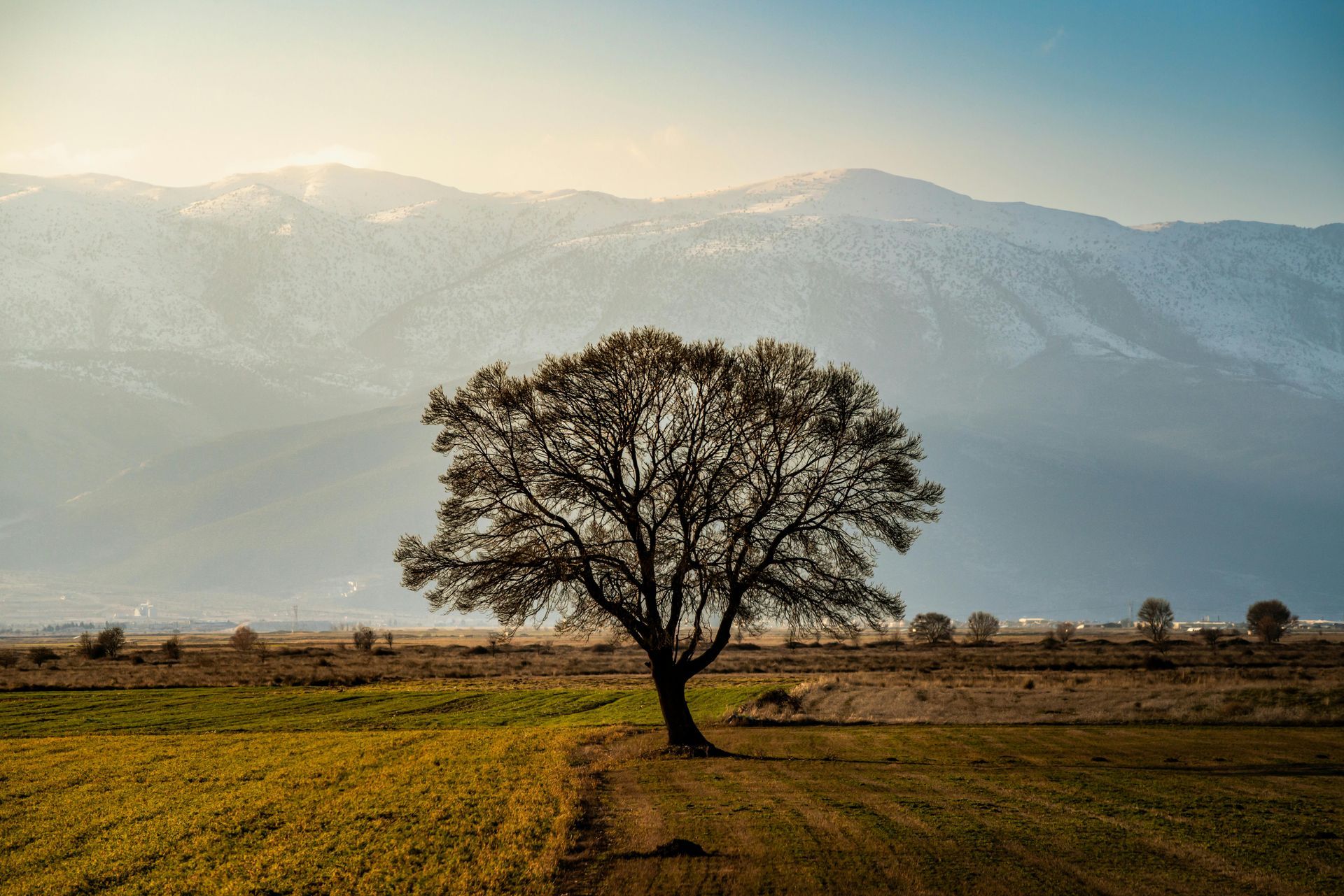 A lone, sprawling tree centered in a vast field beneath a soft sky and distant, snow-capped mountains.
