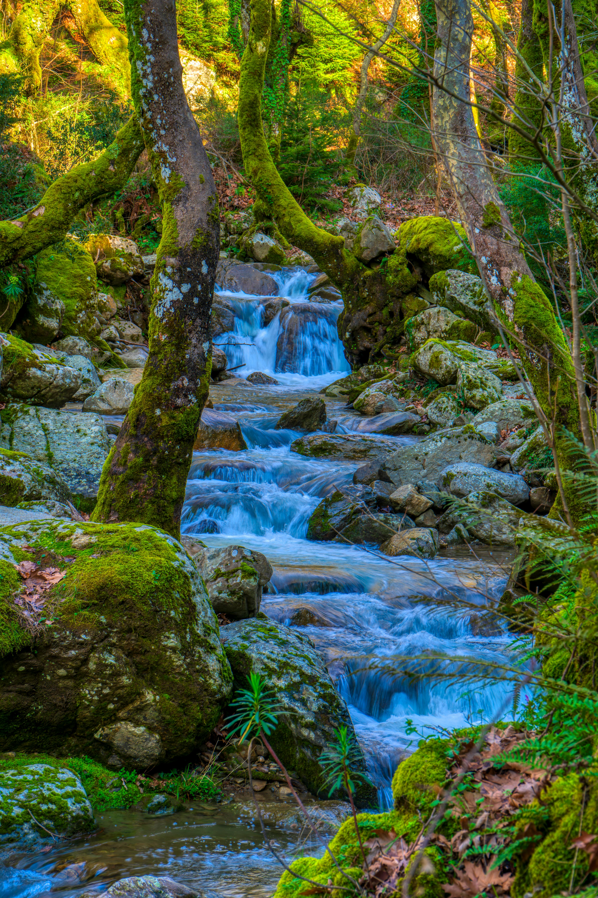 A vibrant, mossy forest stream flows over rocky tiers, framed by tree trunks in a lush, sunlit woodland setting.