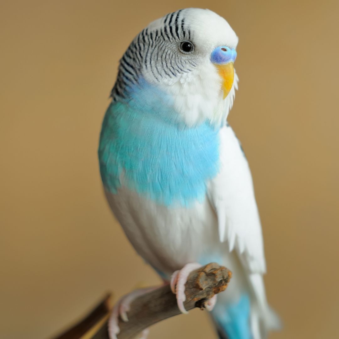 parakeet