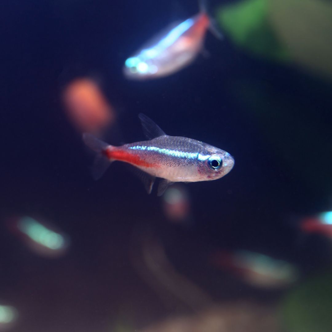 neon fish in tank