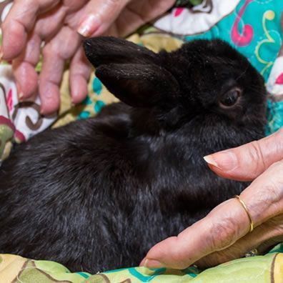 A person is petting a black rabbit on a bed