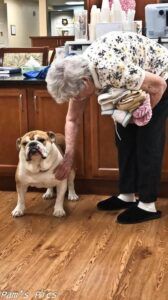 An elderly woman is petting a bulldog in a kitchen.