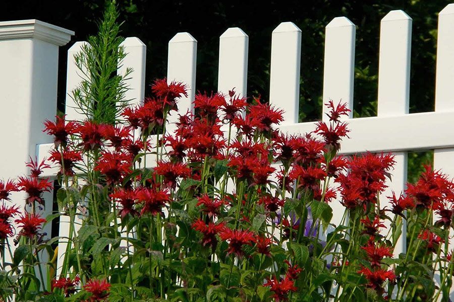 A white picket fence with red flowers in front of it