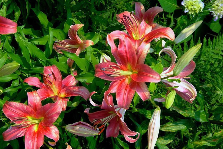 A bunch of pink flowers are growing in a garden