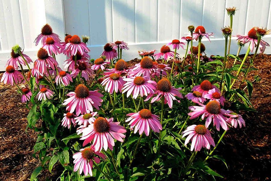 A bunch of pink flowers are growing in front of a white fence