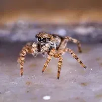 Jumping spider with large eyes, brown and tan, perched on a light-colored surface.
