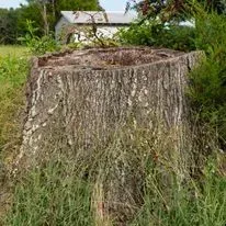 Large tree stump in a grassy field, with a building in the background.