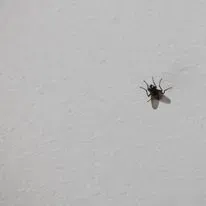 Fly on a white textured surface.