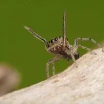 Small jumping spider with raised front legs, on a light-colored surface with a green background.