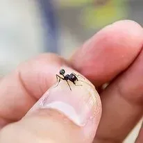 Black ant on a fingertip.