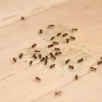 Ants swarming on a light-colored surface, possibly attracted to a sweet spill.