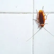 Cockroach on a white tiled surface.
