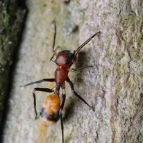 Ant with red body and black legs on a tree trunk.