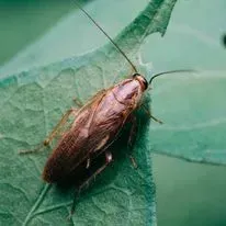 Cockroach on a green leaf.