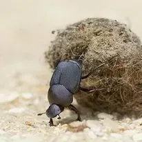 Dung beetle pushing a ball of dung across a light-colored surface.