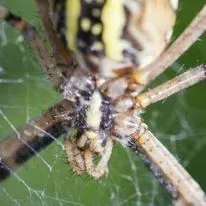 Yellow and black orb-weaver spider on web, close-up of face and legs.