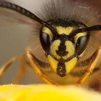 Close-up of wasp head, black eyes, yellow and black striped face, antennae extended, blurry background.