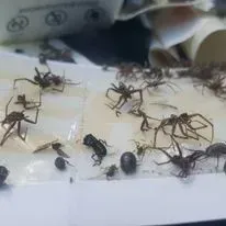 Close-up of a sticky trap filled with dead spiders and insects.