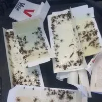Insect glue traps filled with dead insects.