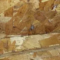 Close-up of brown, textured oriented strand board with a small, gray object in the center.