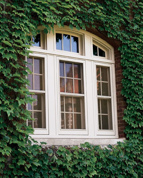 A white window with ivy growing around it
