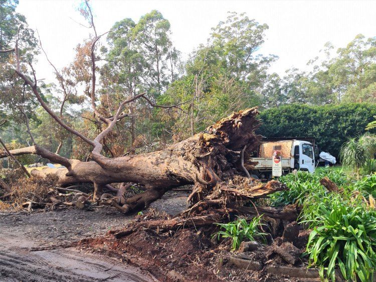 A Truck is Driving Down a Dirt Road Next to a Fallen Tree — Jeff Pearce Tree Services in Lansdowne, NSW