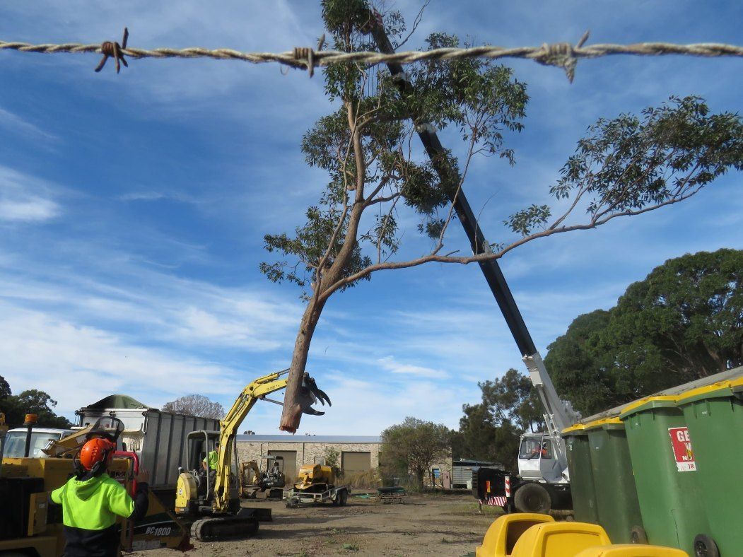 A Tree is Being Lifted by a Crane Under Barbed Wire — Jeff Pearce Tree Services in Diamond Beach, NSW