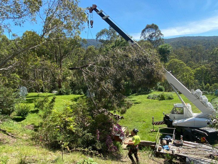 A Crane is Lifting a Tree in a Field — Jeff Pearce Tree Services in Wauchope, NSW