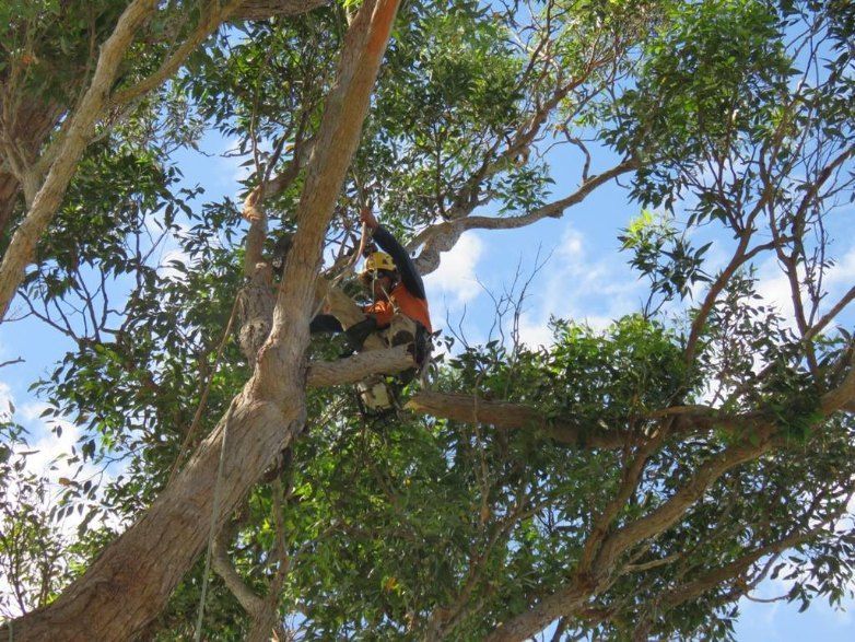 A Man is Climbing a Tree With a Chainsaw — Jeff Pearce Tree Services in Harrington, NSW