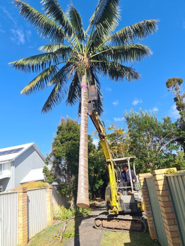 A Palm Tree is Being Cut Down by a Yellow Excavator — Jeff Pearce Tree Services in Old Bar, NSW