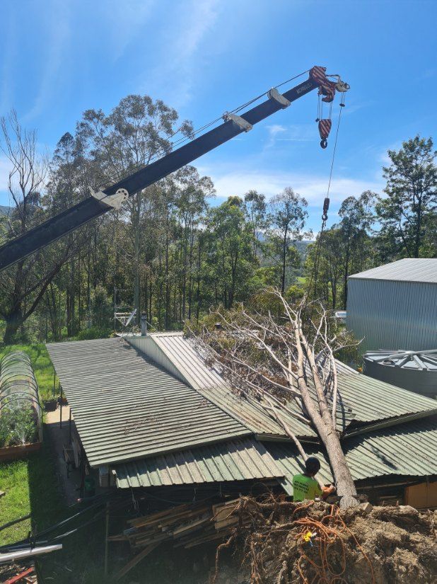 A Crane is Lifting a Tree in Front of a House — Jeff Pearce Tree Services in Nabiac, NSW