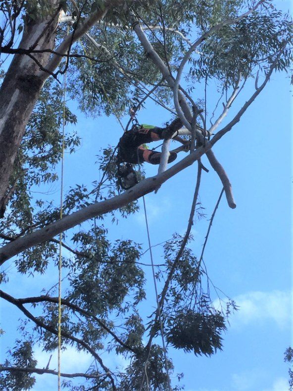 A Man is Cutting a Tree Branch With a Chainsaw — Jeff Pearce Tree Services in Wingham, NSW