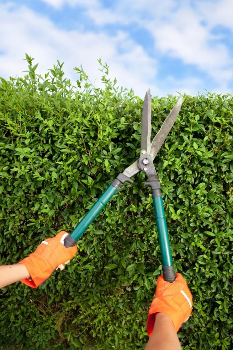 Hands With Garden Shears Cutting A Hedge In The Garden — Eclipse Lawn Maintenance in Edmonton, QLD