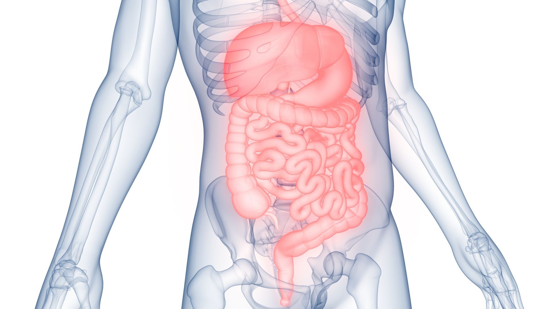 A computer generated image of a man 's skeleton and digestive system.