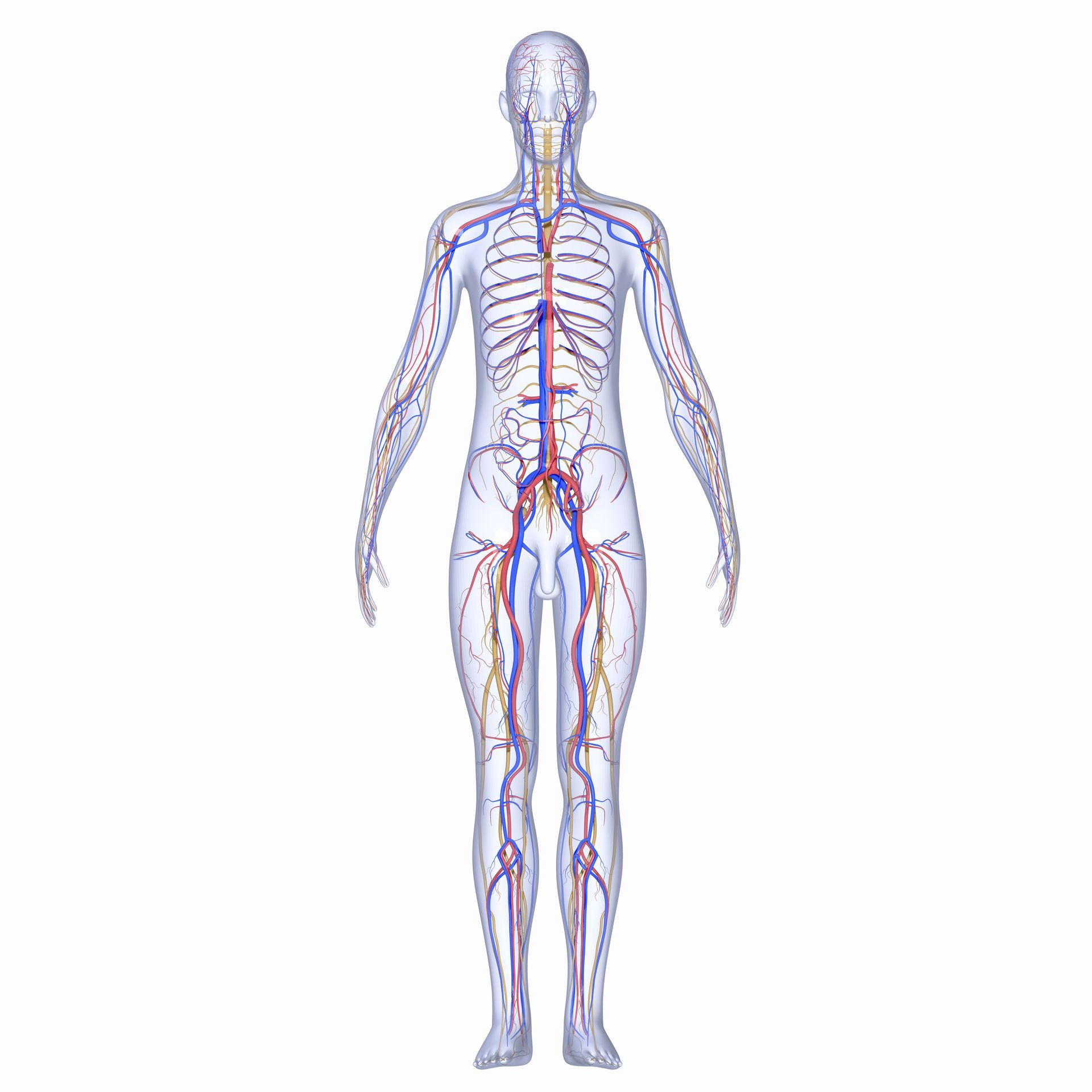 A computer generated image of a human body with veins and arteries.