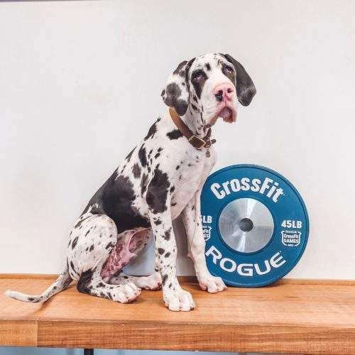 A large, spotted Great Dane sits next to a 45-pound CrossFit weight on a wooden surface.