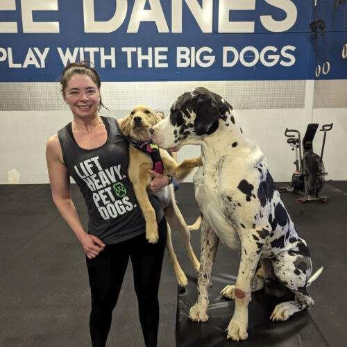 Woman smiles with two dogs: a golden retriever and a large harlequin Great Dane in gym.