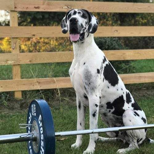 Great Dane sitting next to a barbell in a grassy yard, tongue out.