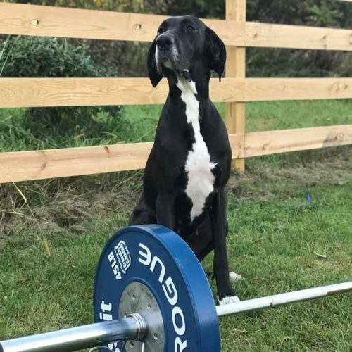 Black and white Great Dane sitting behind a barbell with a 45lb plate in a grassy outdoor area.