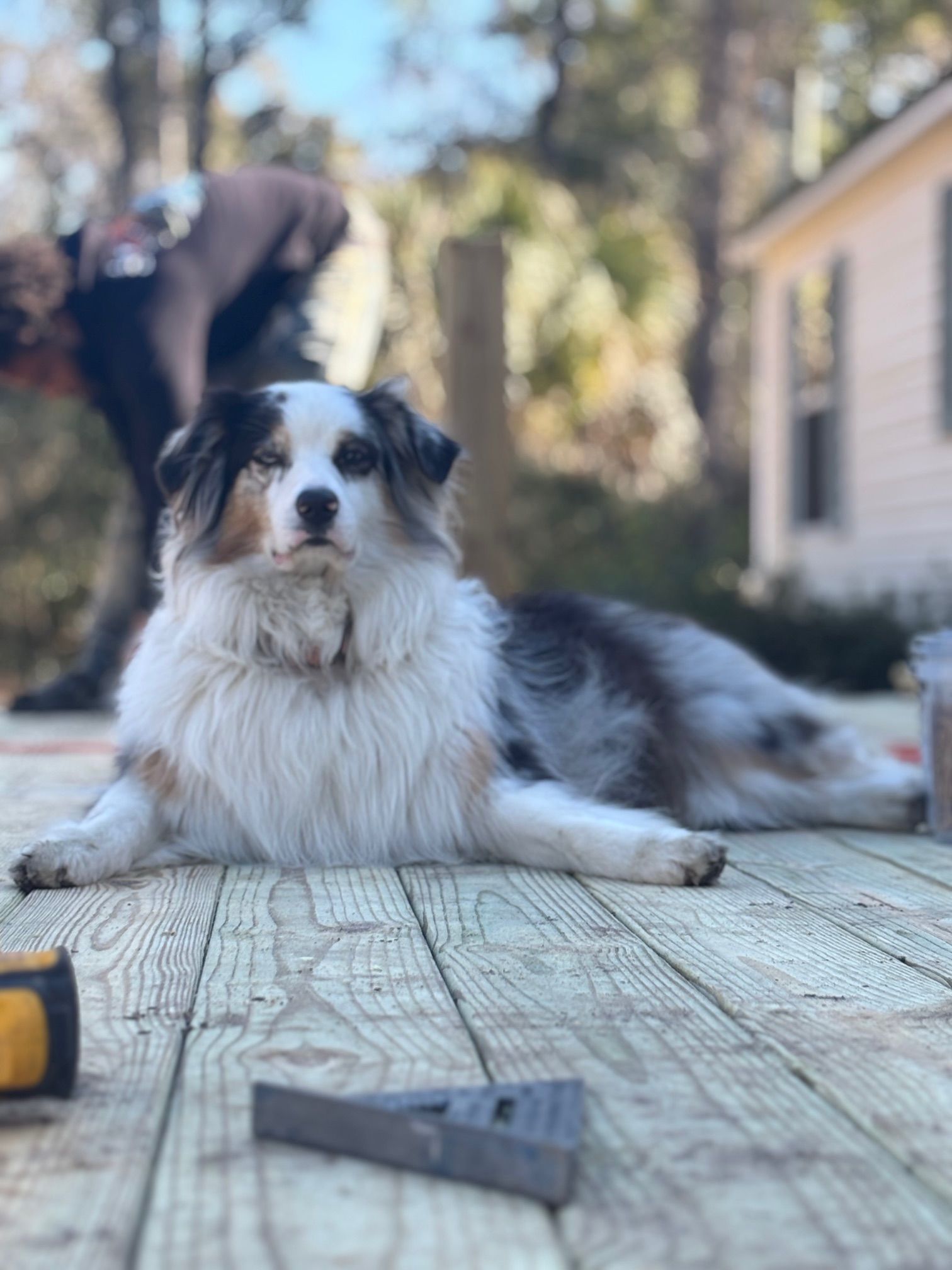 A dog is laying on a wooden deck next to a tape measure.
