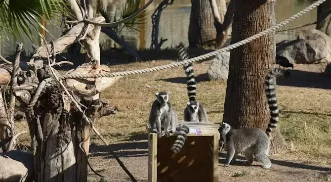 A group of lemurs are standing next to each other in a zoo enclosure.