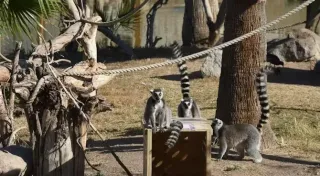 Un grupo de lémures se encuentran uno al lado del otro en un recinto zoológico.